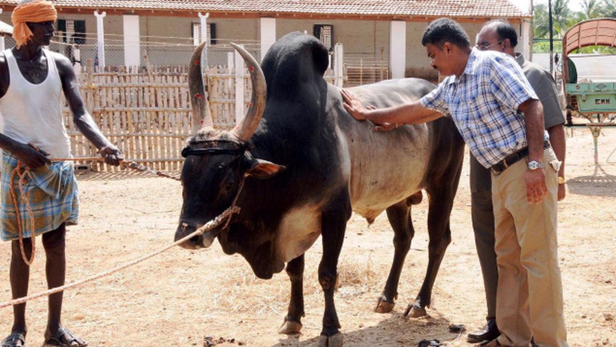 Give incentives; protect grazing area: Kangayam cattle breeders - The Hindu