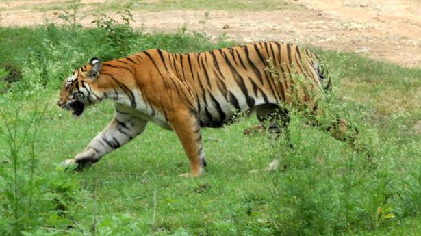 ‘Hejje’, mobile application for tracking tigers launched - The Hindu