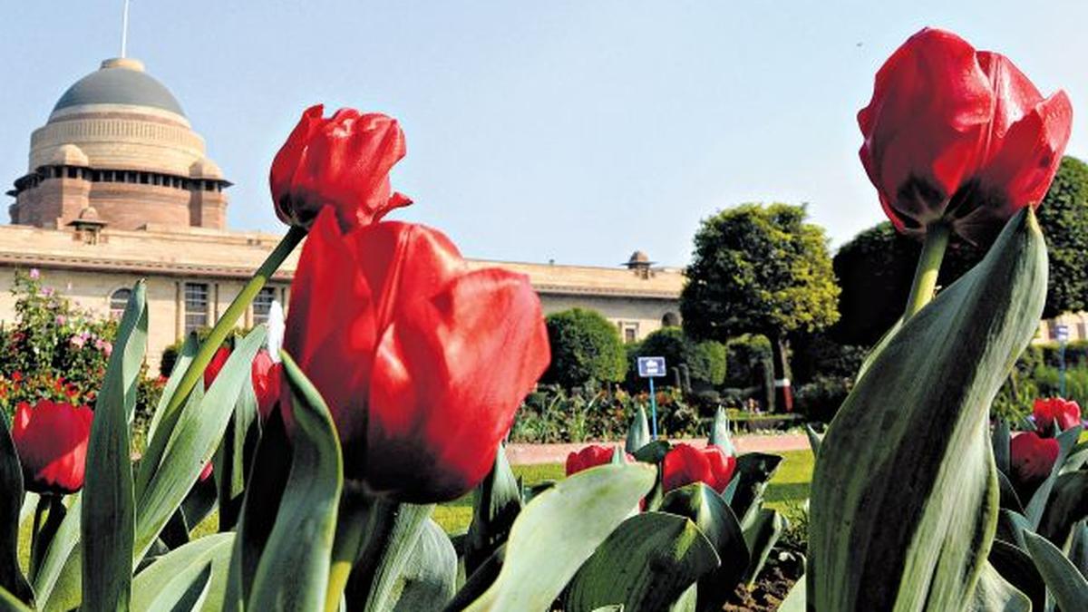 5,000 tulips main attraction at Mughal Gardens this year The Hindu