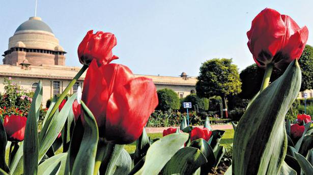 5,000 tulips main attraction at Mughal Gardens this year - The Hindu