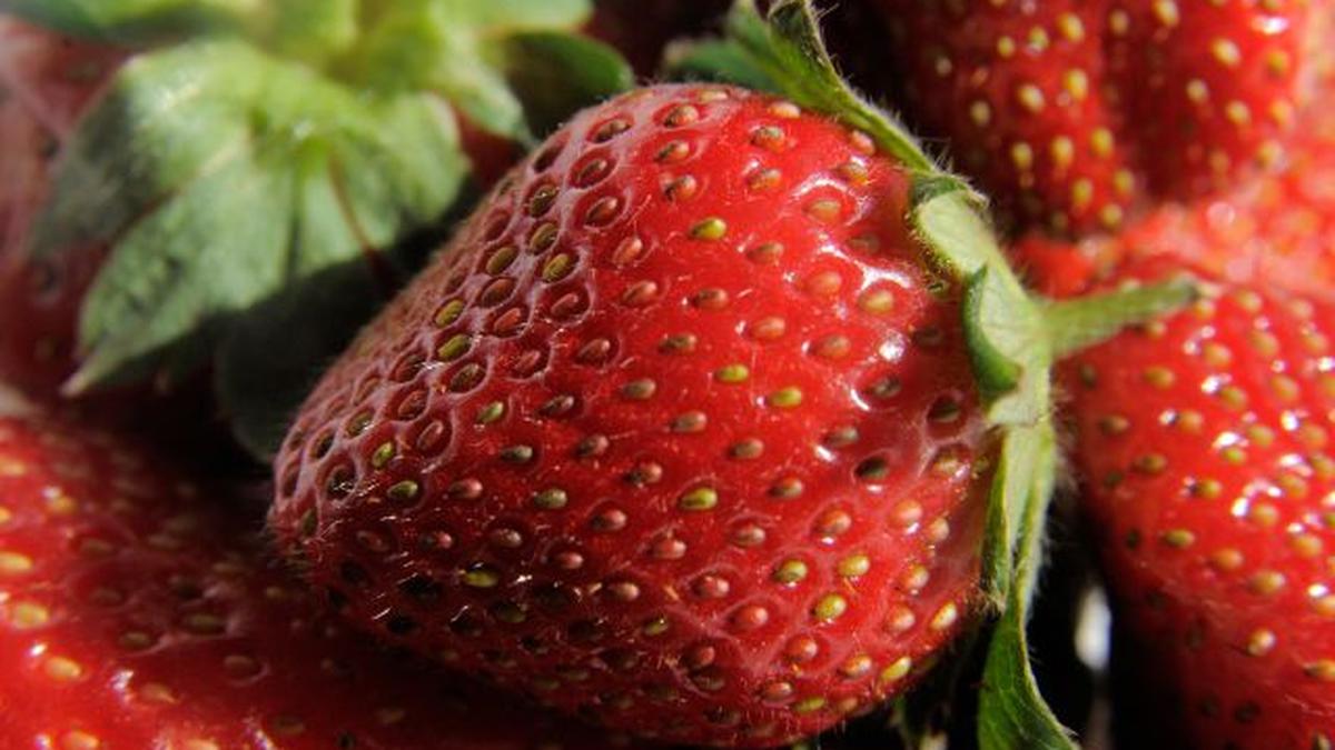Munnar emerging as strawberry hub The Hindu