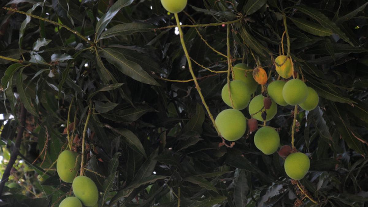 Untimely rain sends chills down the spine of mango growers - The Hindu