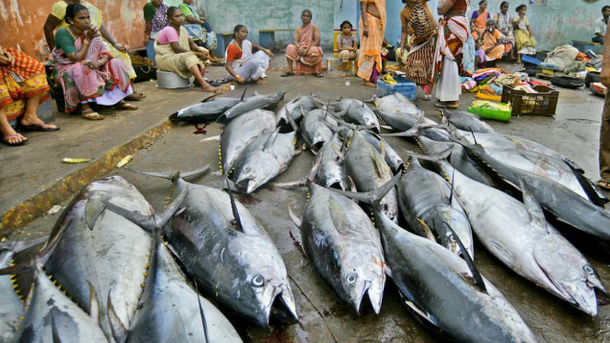 Falling tuna catch worries Vizag boat operators The Hindu