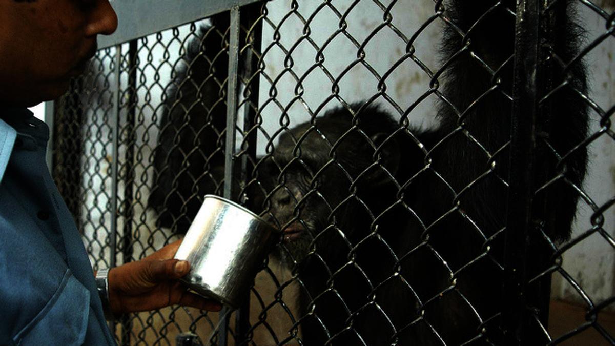 Is keeping animals in captivity slavery? The Hindu
