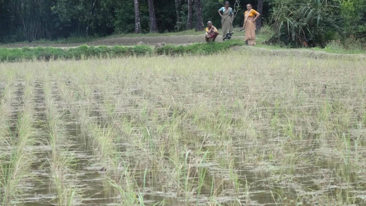 Paddy farmers in Udupi reel under pest attack - The Hindu