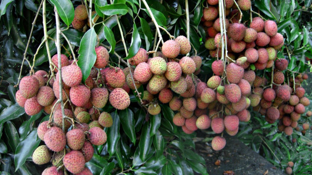 Good potential for litchi cultivation in Kodagu The Hindu