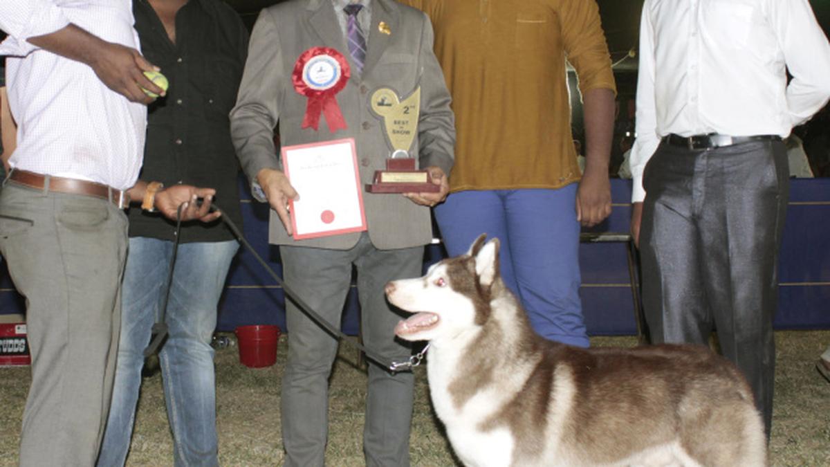 Vijayakant’s dogs shine at Palakkad show The Hindu