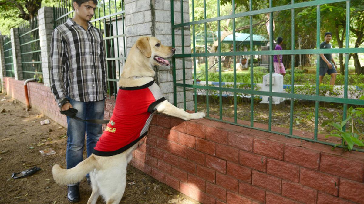Give our dogs space to run about Chennai pet lovers The Hindu