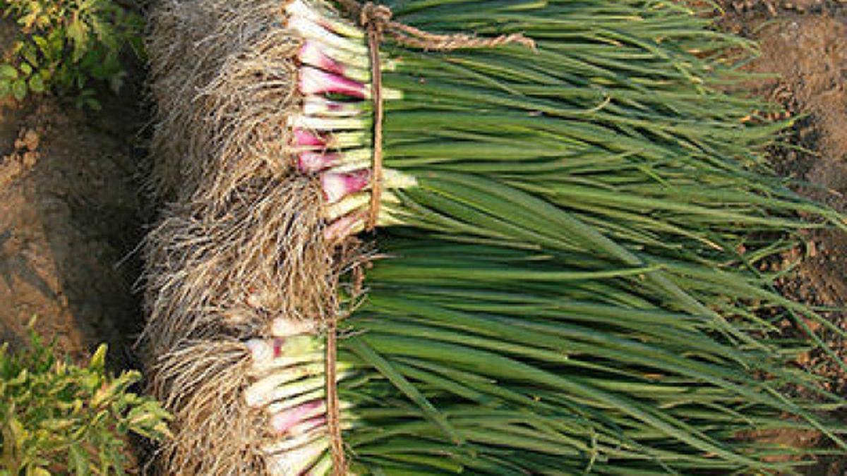 Know your onions! The Hindu