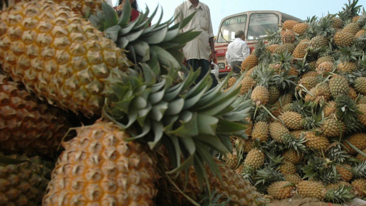 Kerala Pineapple Mission launch on Thursday The Hindu