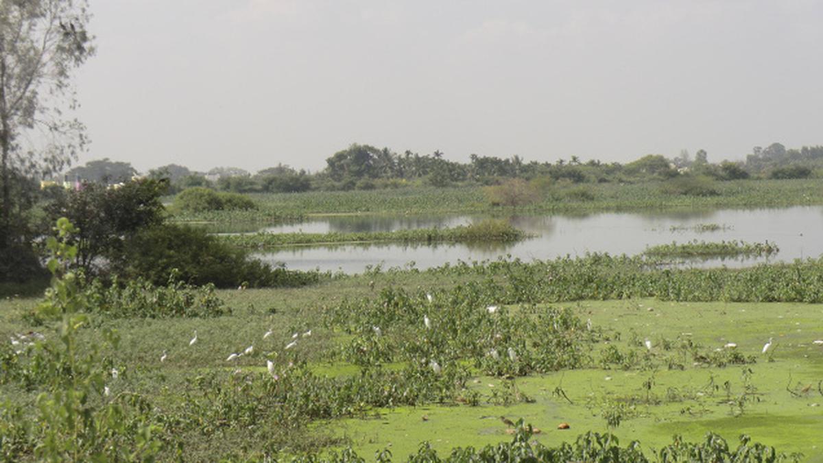 Yet another lake is dying - The Hindu