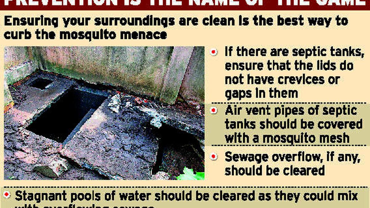 Mosquitoes everywhere in north Chennai The Hindu