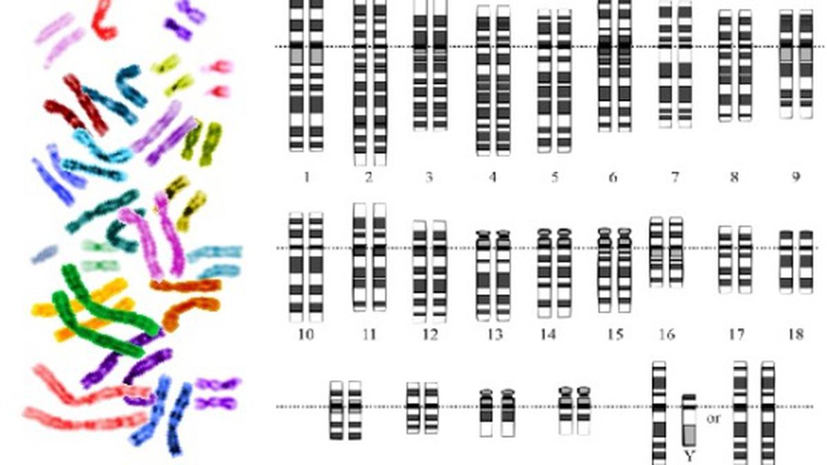 The Y-chromosome saga and the trouble with headlines - The Hindu