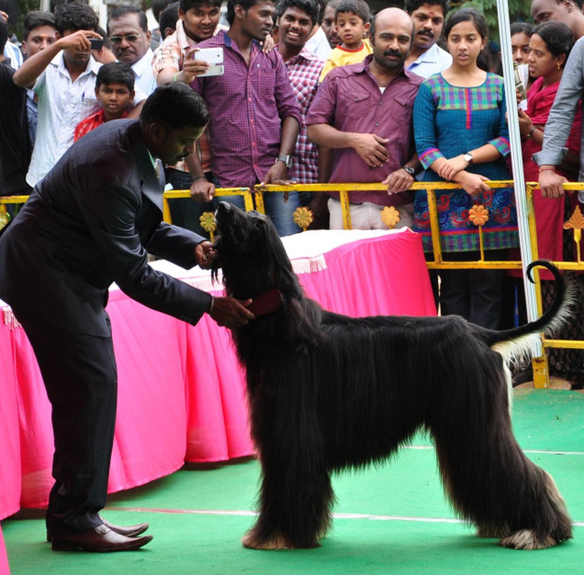 Dog lovers in Madurai lap it up The Hindu