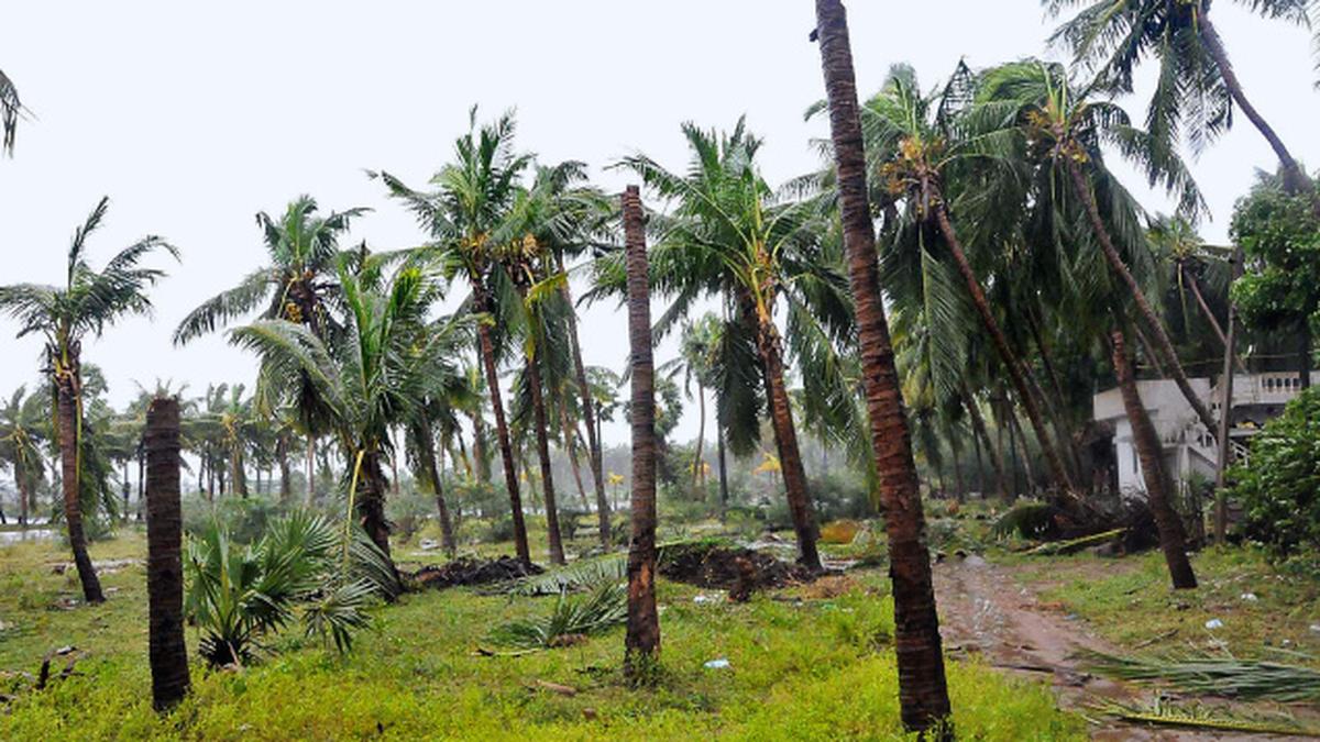 Coconut groves devastated by cyclone The Hindu