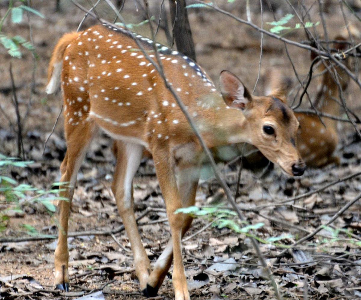 State gets exclusive sanctuary for spotted deer - The Hindu