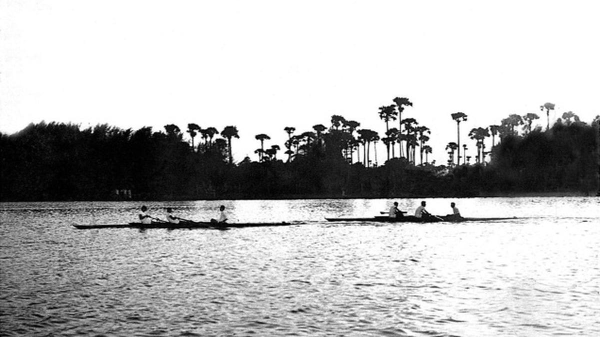 Palmyrah green cover The Hindu