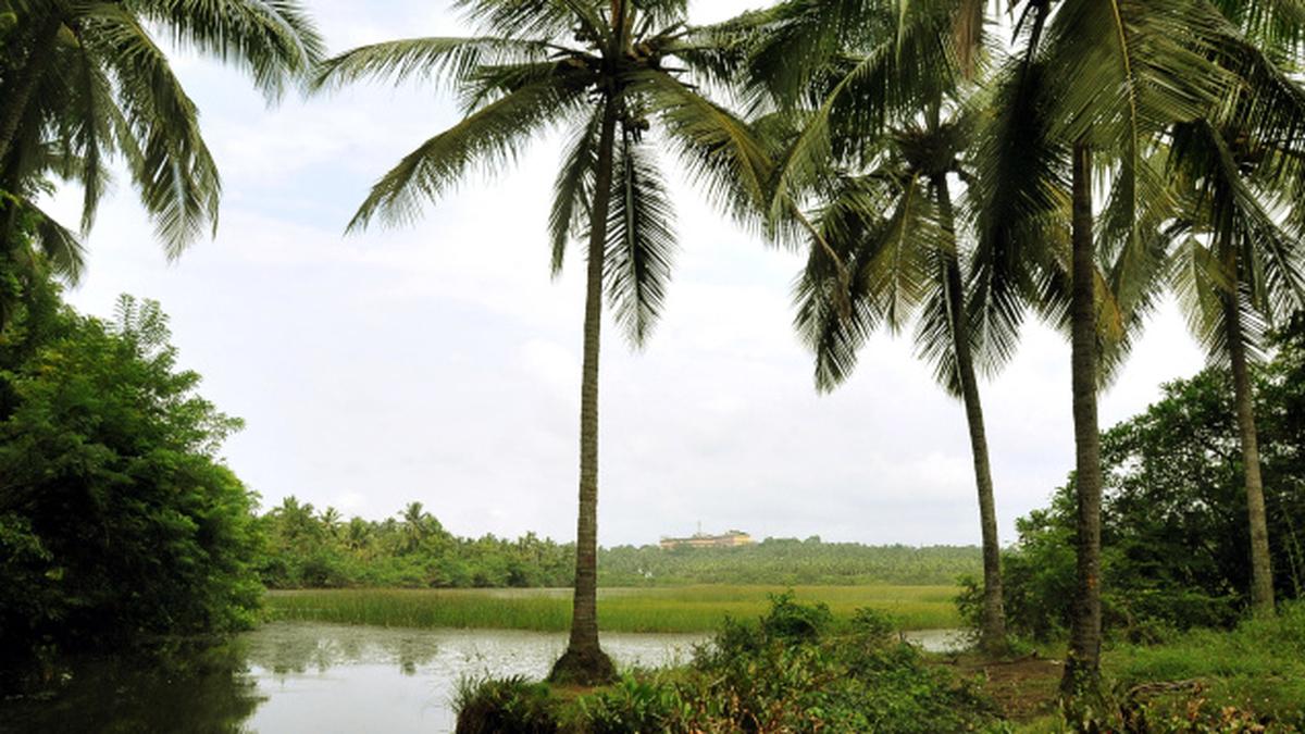 A sinking feeling about Kottooly wetland in Kozhikode - The Hindu