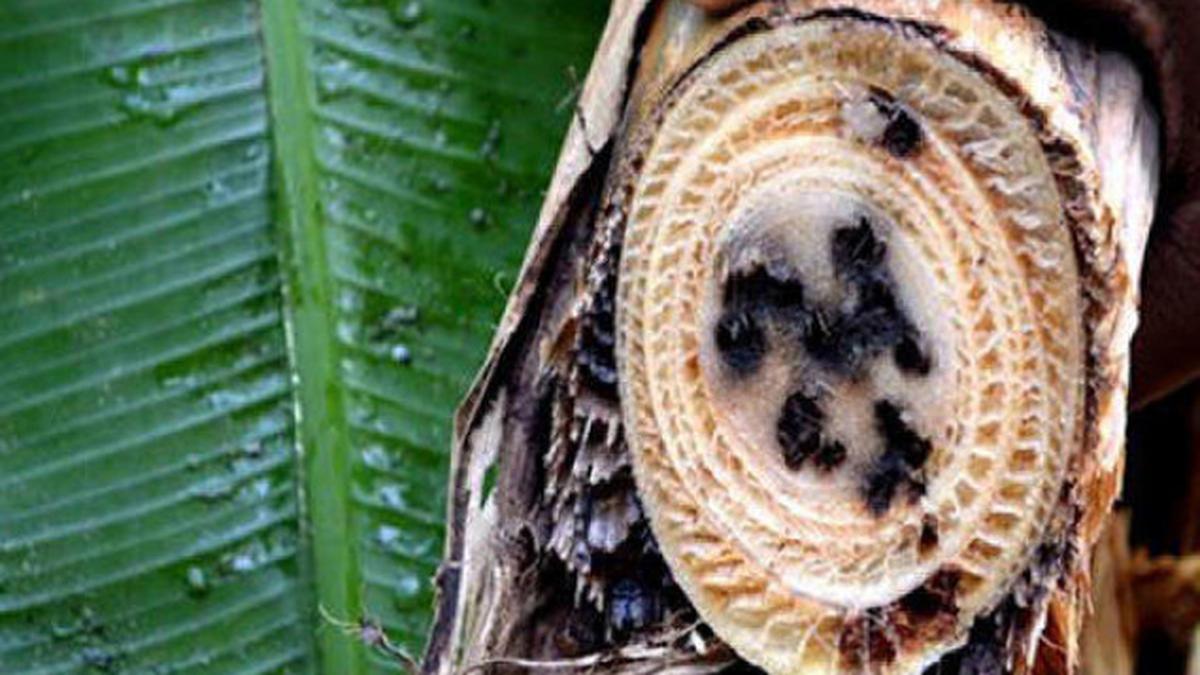 Stem borer a nightmare for banana farmers The Hindu