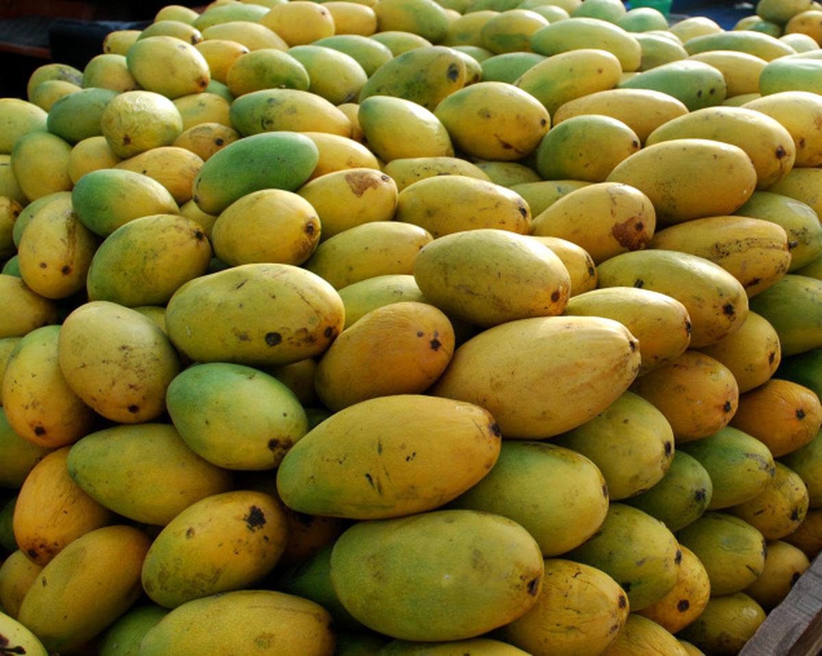 Nafees Nursery,sugar free <b>mangoes</b>,Malihabad,<b>mango</b> grafting.