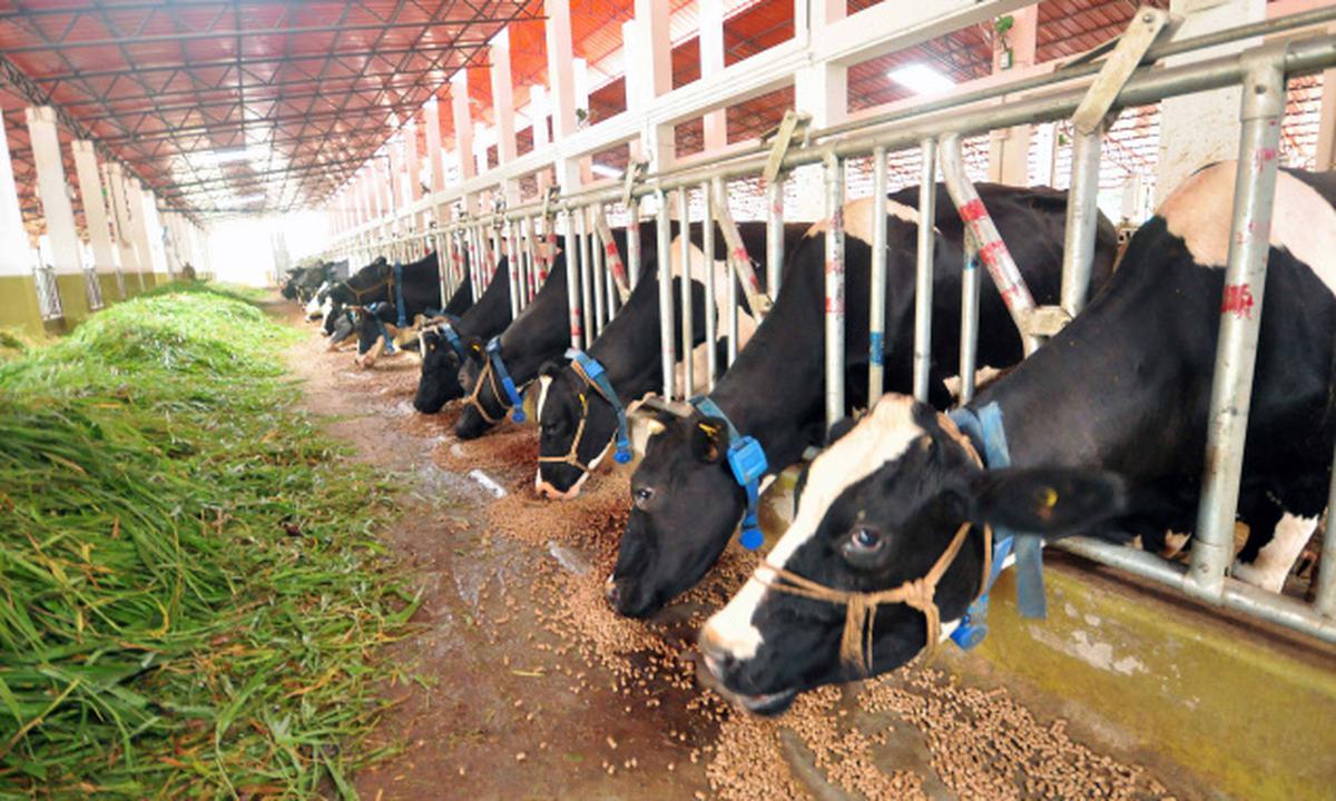 Vithura Jersey farm promises more fresh milk - The Hindu