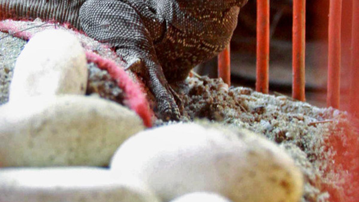 Forest officials rescue monitor lizard, eggs The Hindu