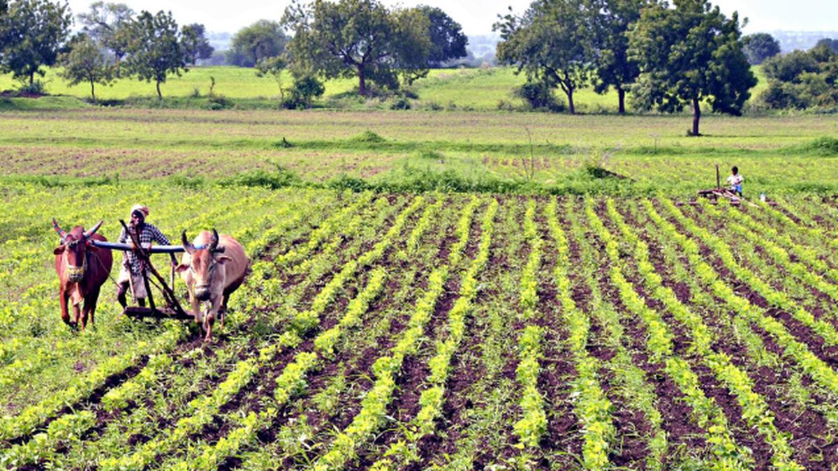 Coverage under red gram likely to exceed target this year too The Hindu