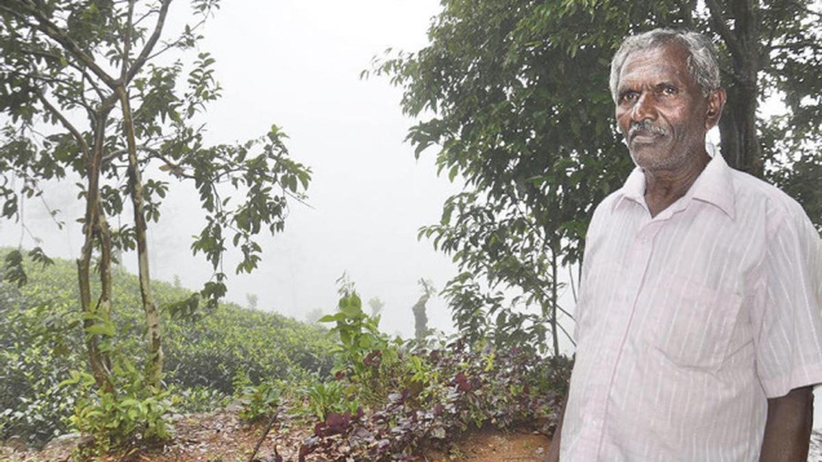 Plantation Tamils long battle for some land and a sense of belonging