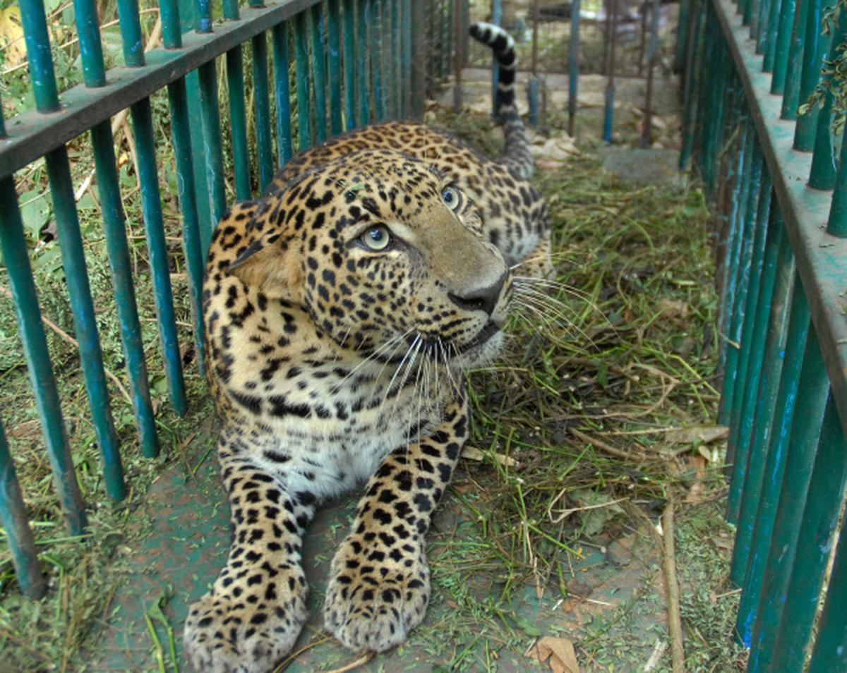 The leopard-eaters of the Himalayas - The Hindu
