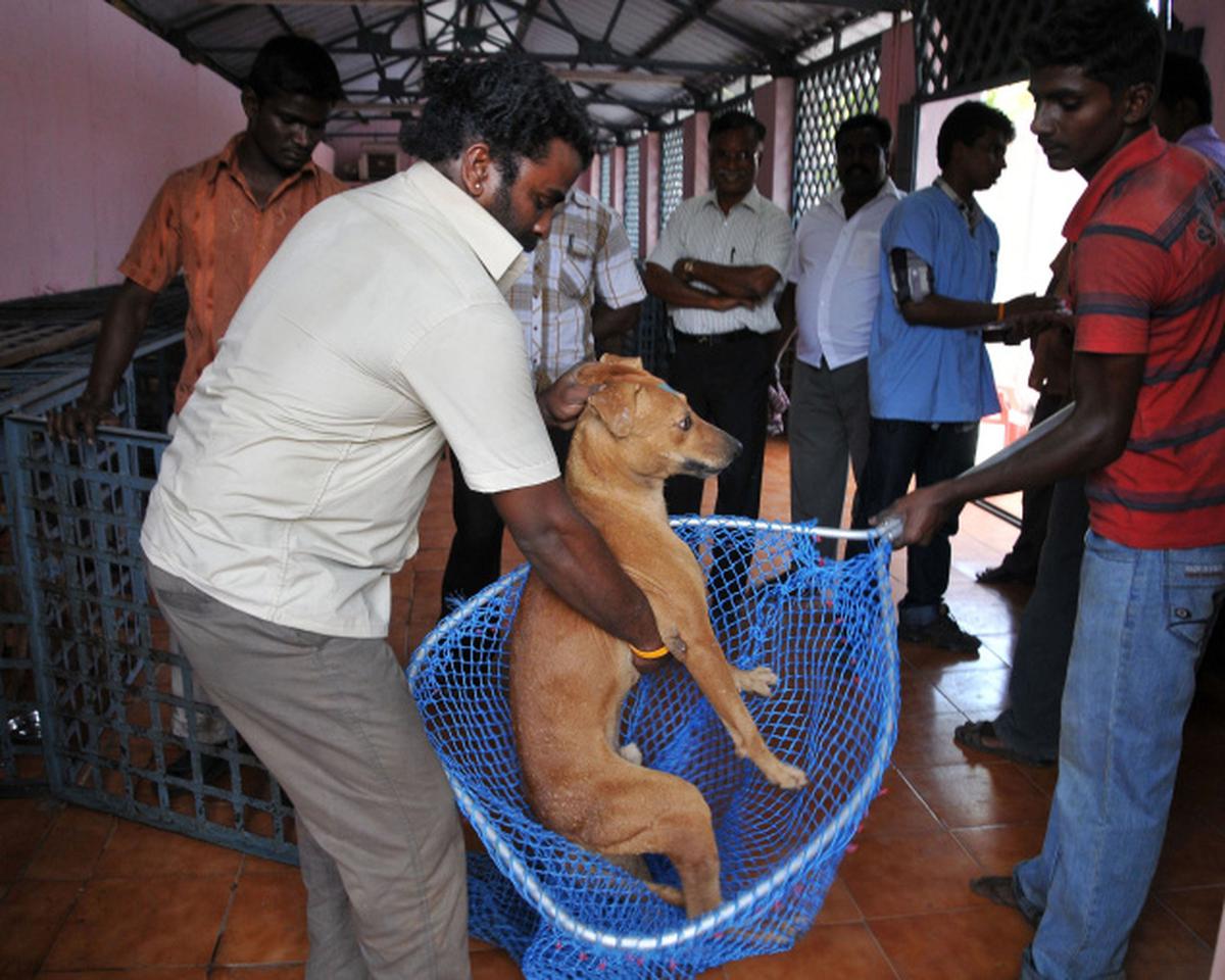 Stray dogs rule Madurai streets - The Hindu