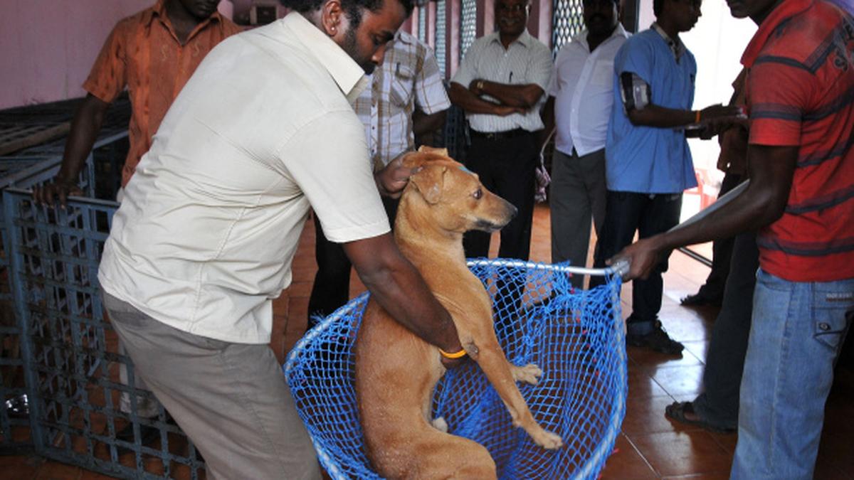 Stray dogs rule Madurai streets The Hindu