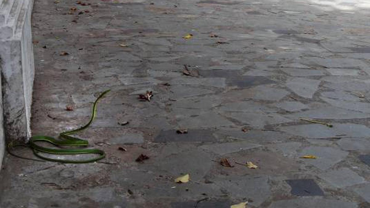 Snake on TTK Road pavement - The Hindu