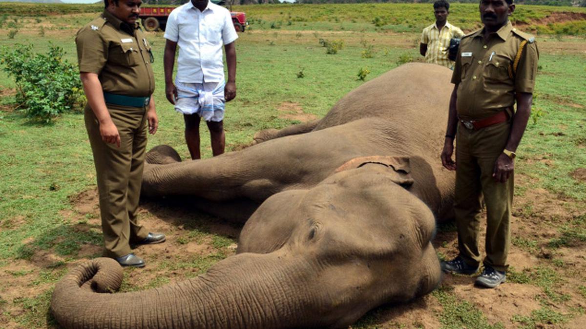 Elephant found dead in Palani - The Hindu