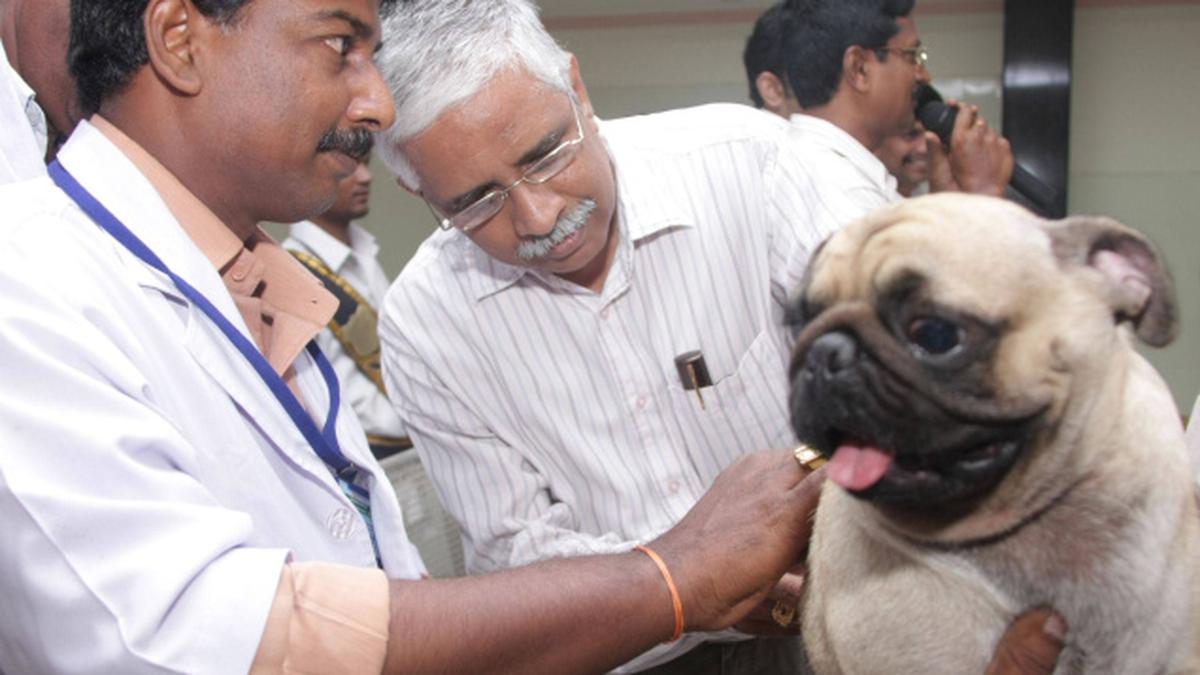 Shortage of vets prompts increase intake in colleges The Hindu