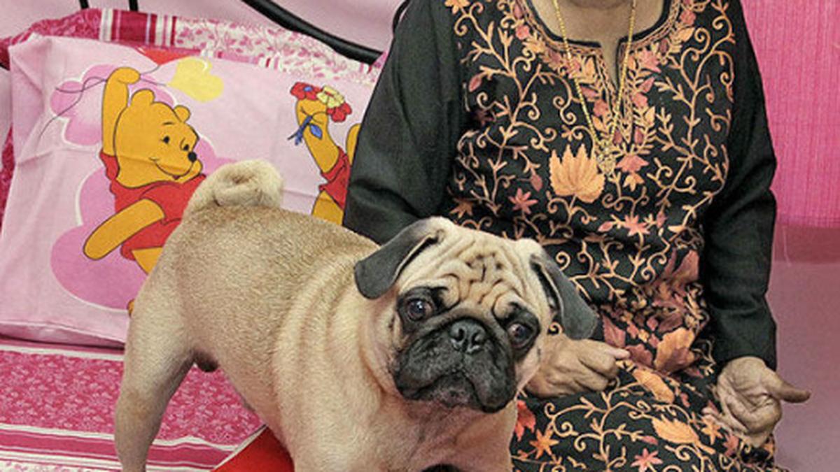 Pugs bring out the mother in her The Hindu