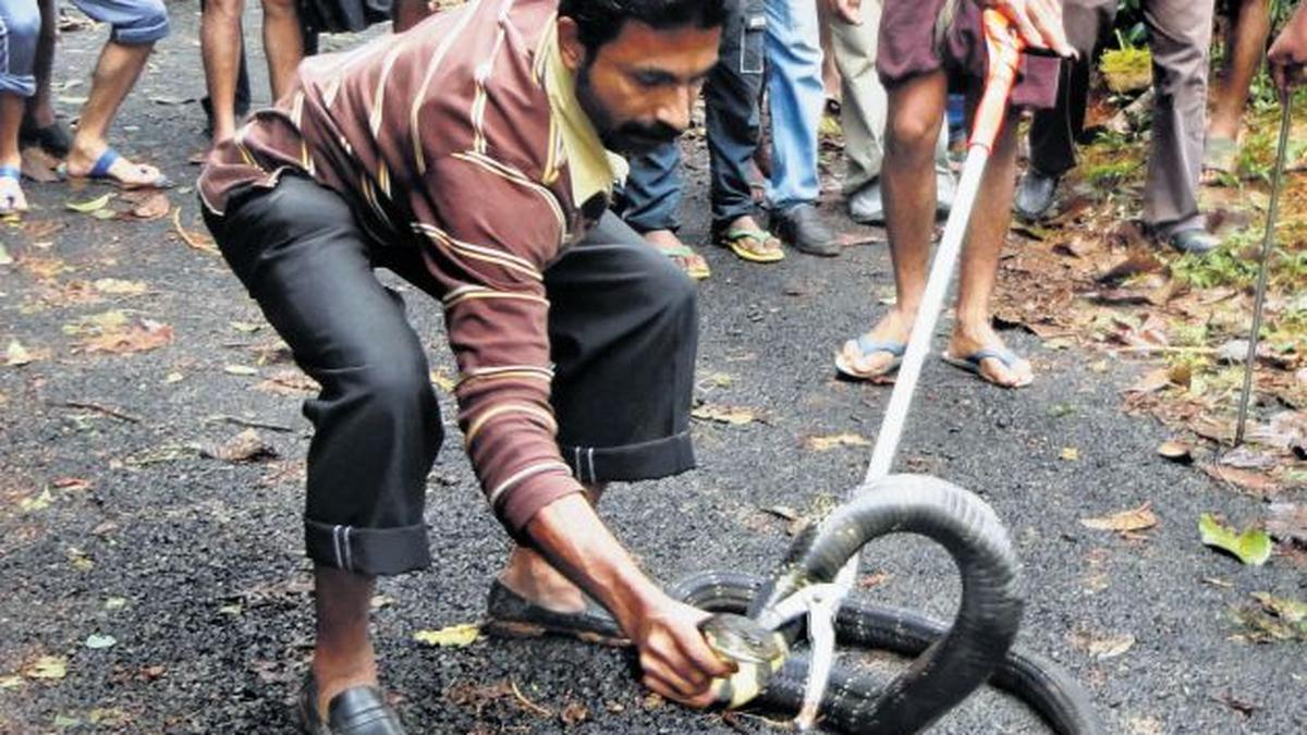 This snakecatcher has a valuable lesson to teach The Hindu