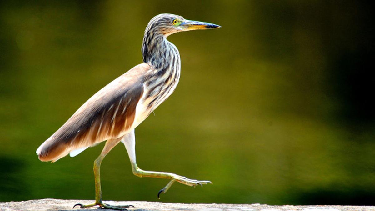 Of birds and birdsong The Hindu