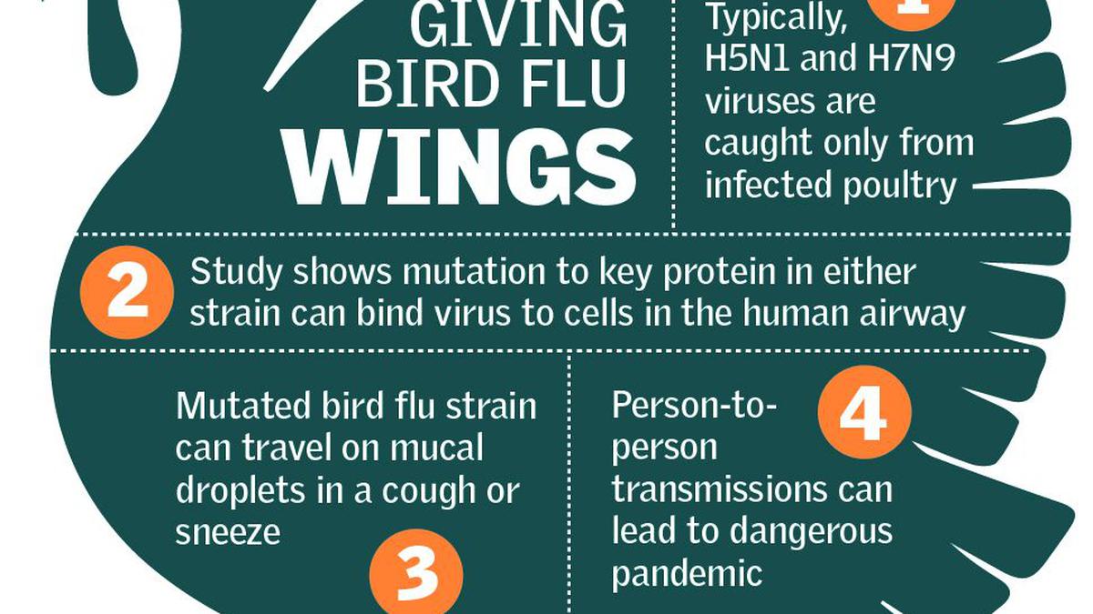 Bird flu viruses — mutations to watch out for - The Hindu