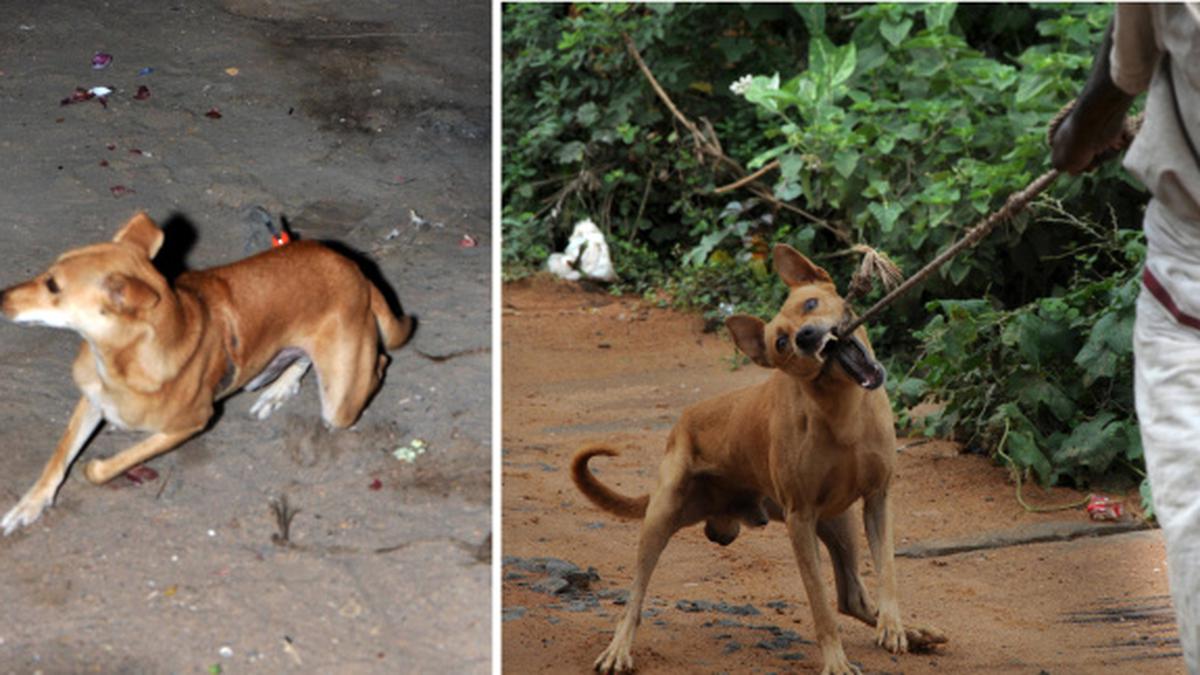 The Voice of Stray Dogs - VOSD - CORRECT METHOD TO CATCH STRAY DOGS FOR  ANIMAL BIRTH CONTROL (ABC) OPERATION: BUTTERFLY NETS The butterfly net is a  net that is attached to