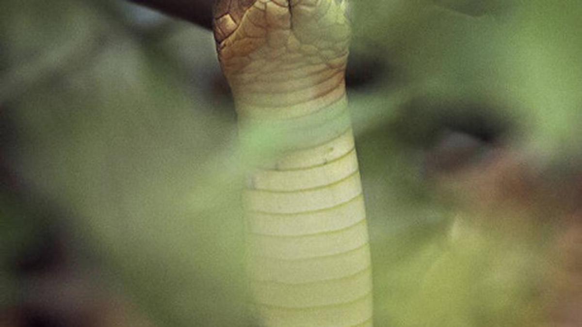 When a king cobra feasted on a monitor lizard The Hindu