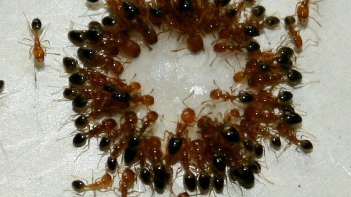 Question Corner Ant feeding The Hindu