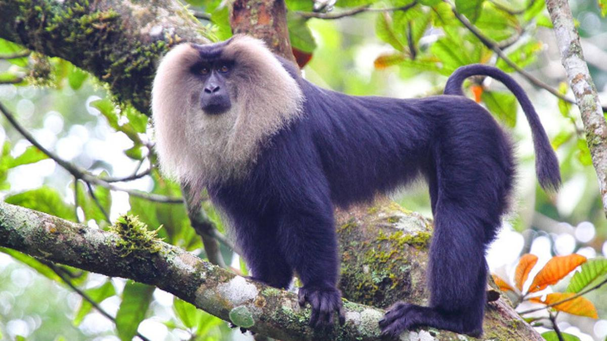 Parasitic load higher in lion-tailed macaques near human settlements