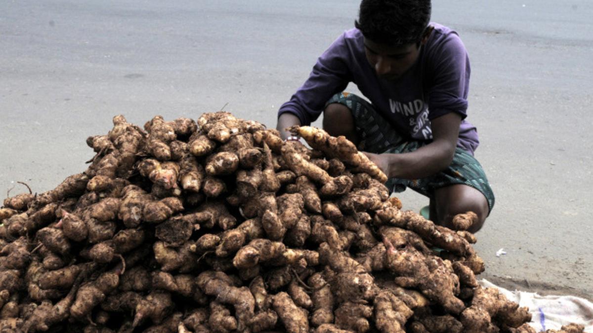 Fluctuating ginger price may stabilise by harvest time The Hindu