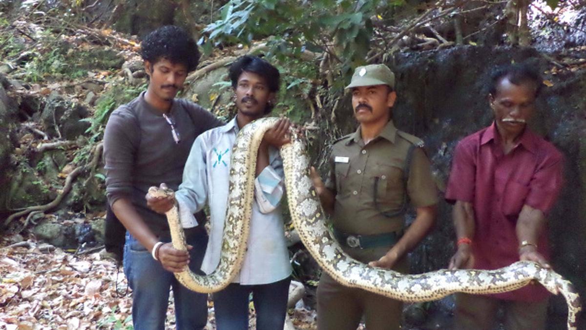 12 ft python rescued - The Hindu