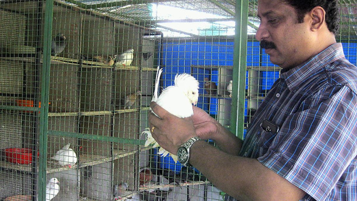 Flying high - The Hindu