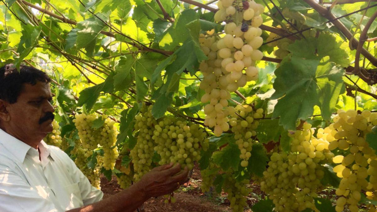 This grape story could ring in a revolution The Hindu