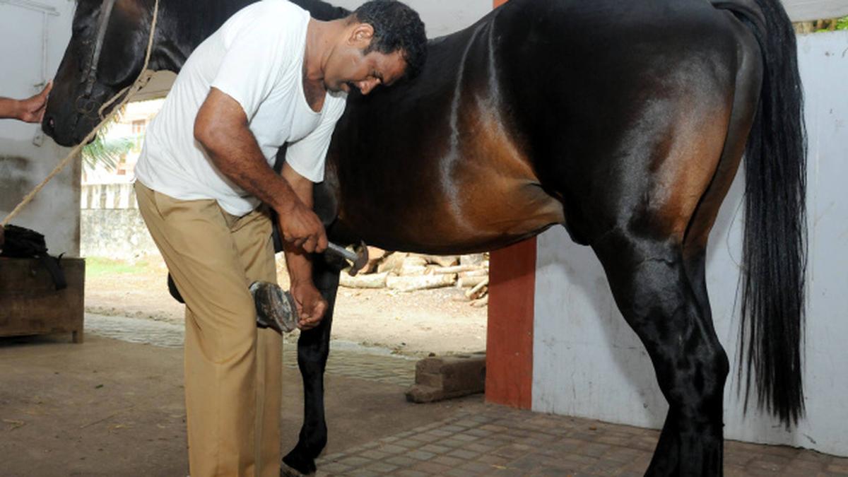 Bringing out equine beauty in police stables The Hindu