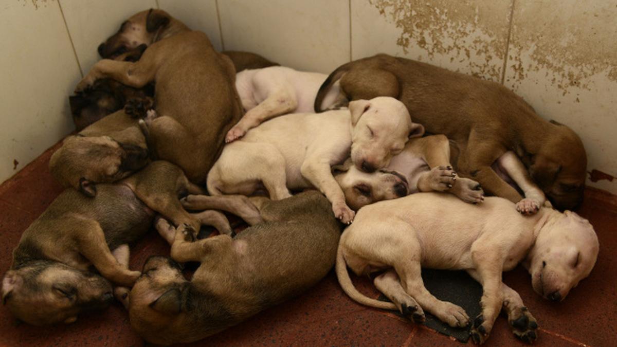 With few adults, govt. dog breeding unit in dire straits The Hindu