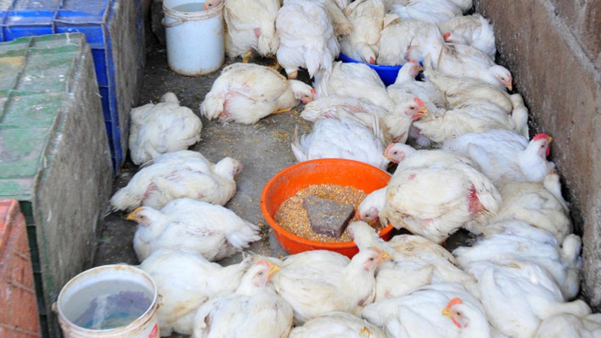 Avoid extraheavy, fatty birds, say experts The Hindu