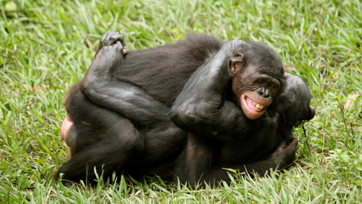 Бонобо обезьяна. Шимпанзе бонобо. Бонобо спаривание. Обезьянки бонобо поведение. Спаривание мужчин